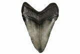 Juvenile Megalodon Tooth - South Carolina #183119-1